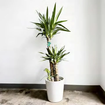ユッカ